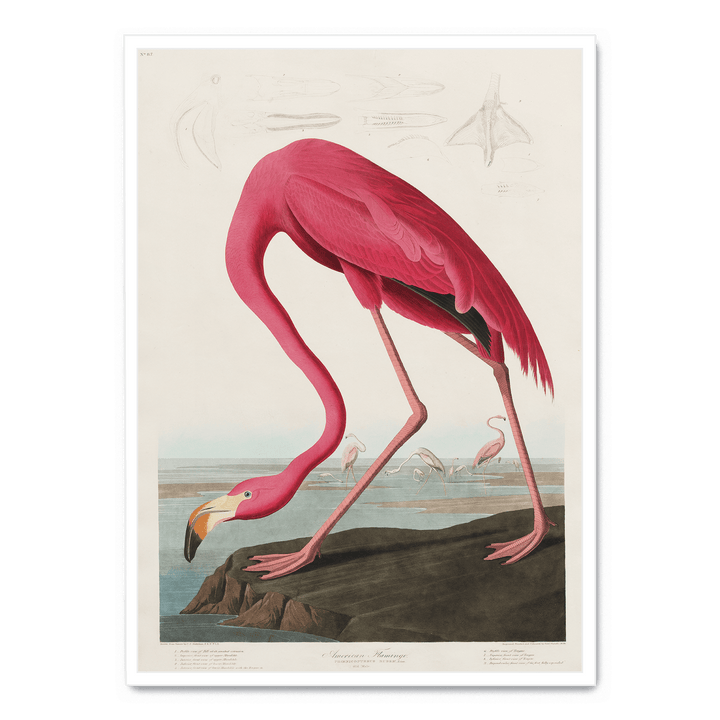 John James - American Flamingo