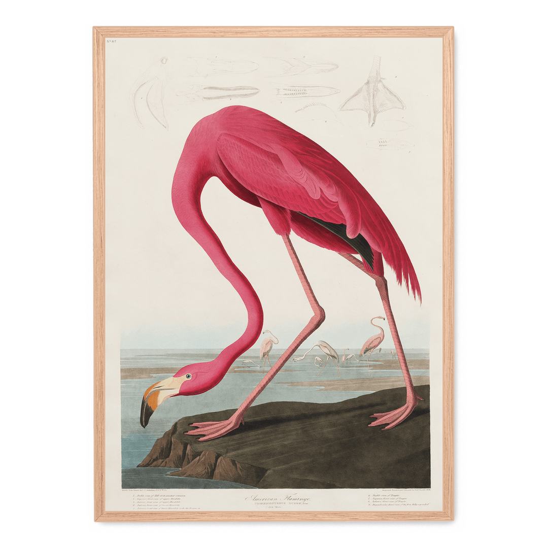 John James - American Flamingo