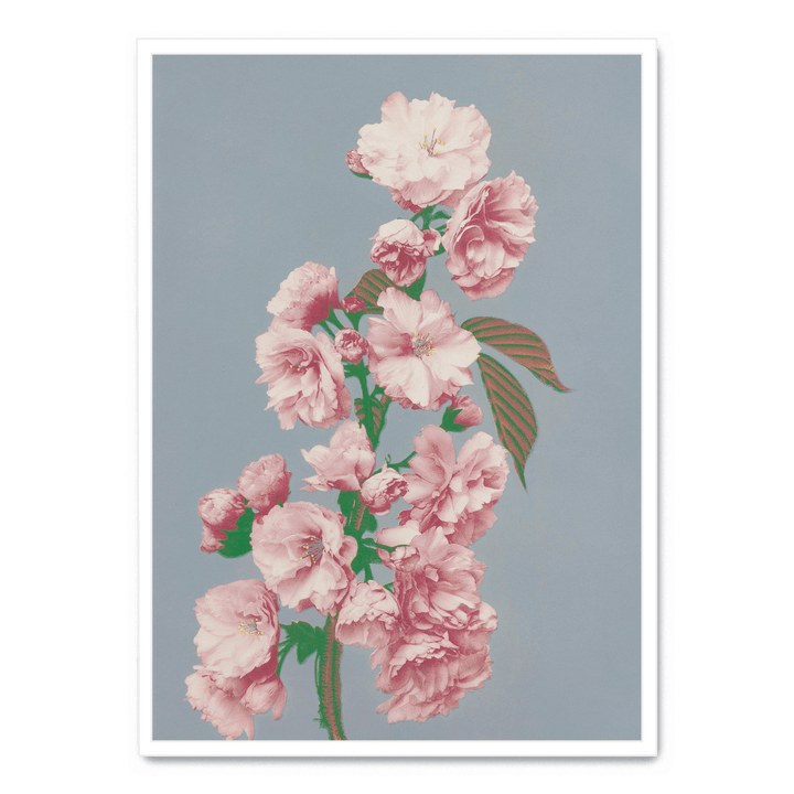 Ogawa Kazumasa - Cherry Blossom