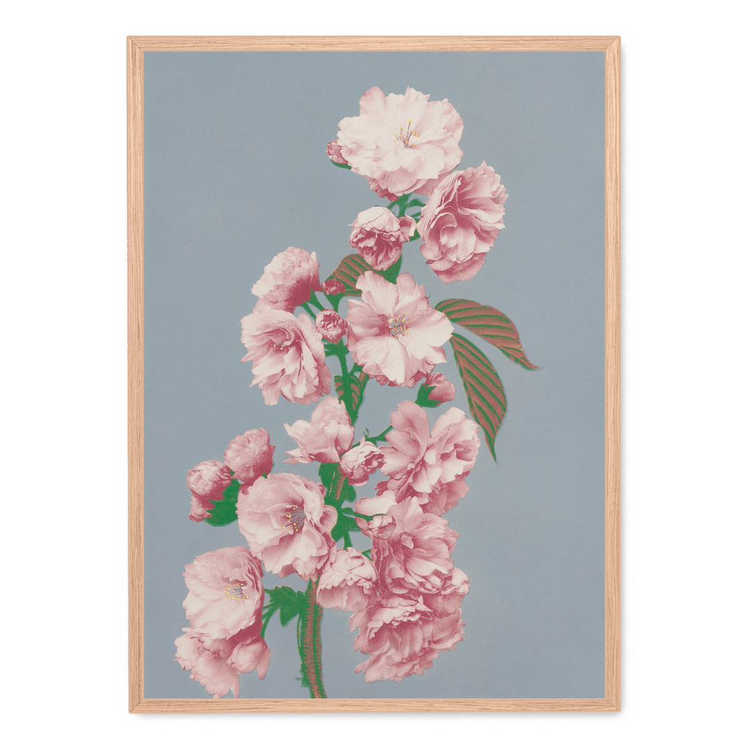 Ogawa Kazumasa - Cherry Blossom