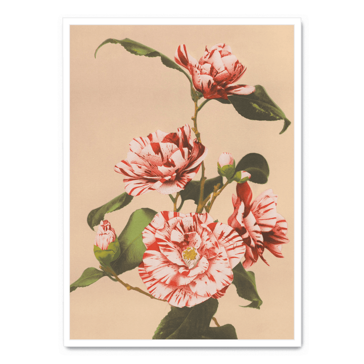 Ogawa Kazumasa - Striped Camellias