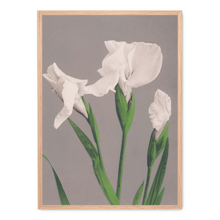 Ogawa Kazumasa - White Irises