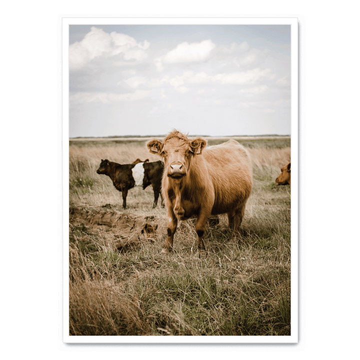 Cattle In The Field
