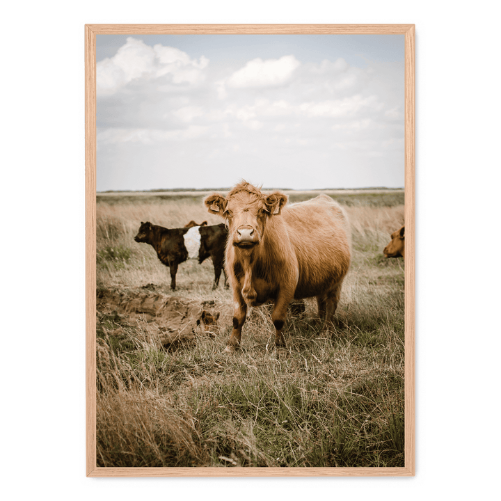 Cattle In The Field