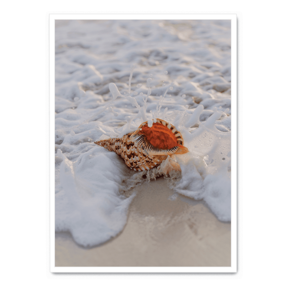 Conch On The Beach
