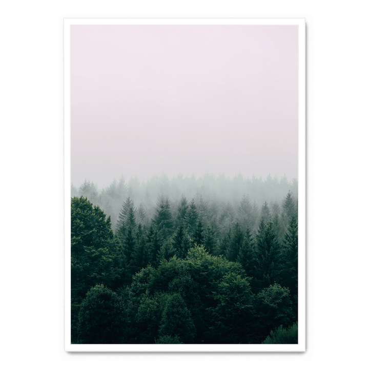 Fog Over The Forest