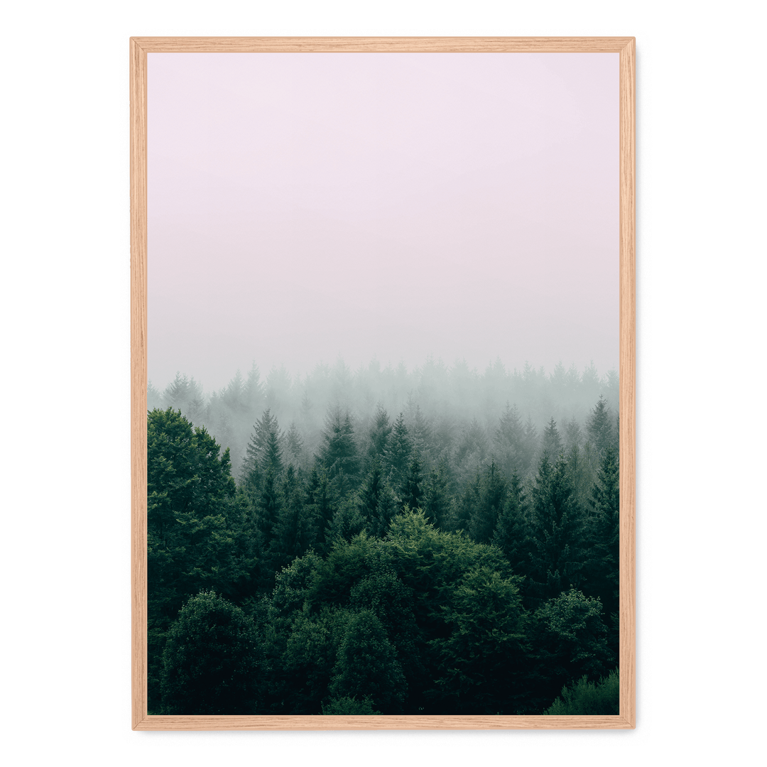 Fog Over The Forest