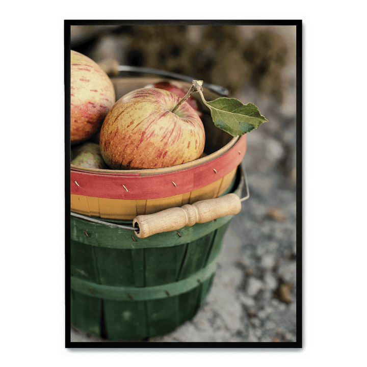 Freshly Picked Apples