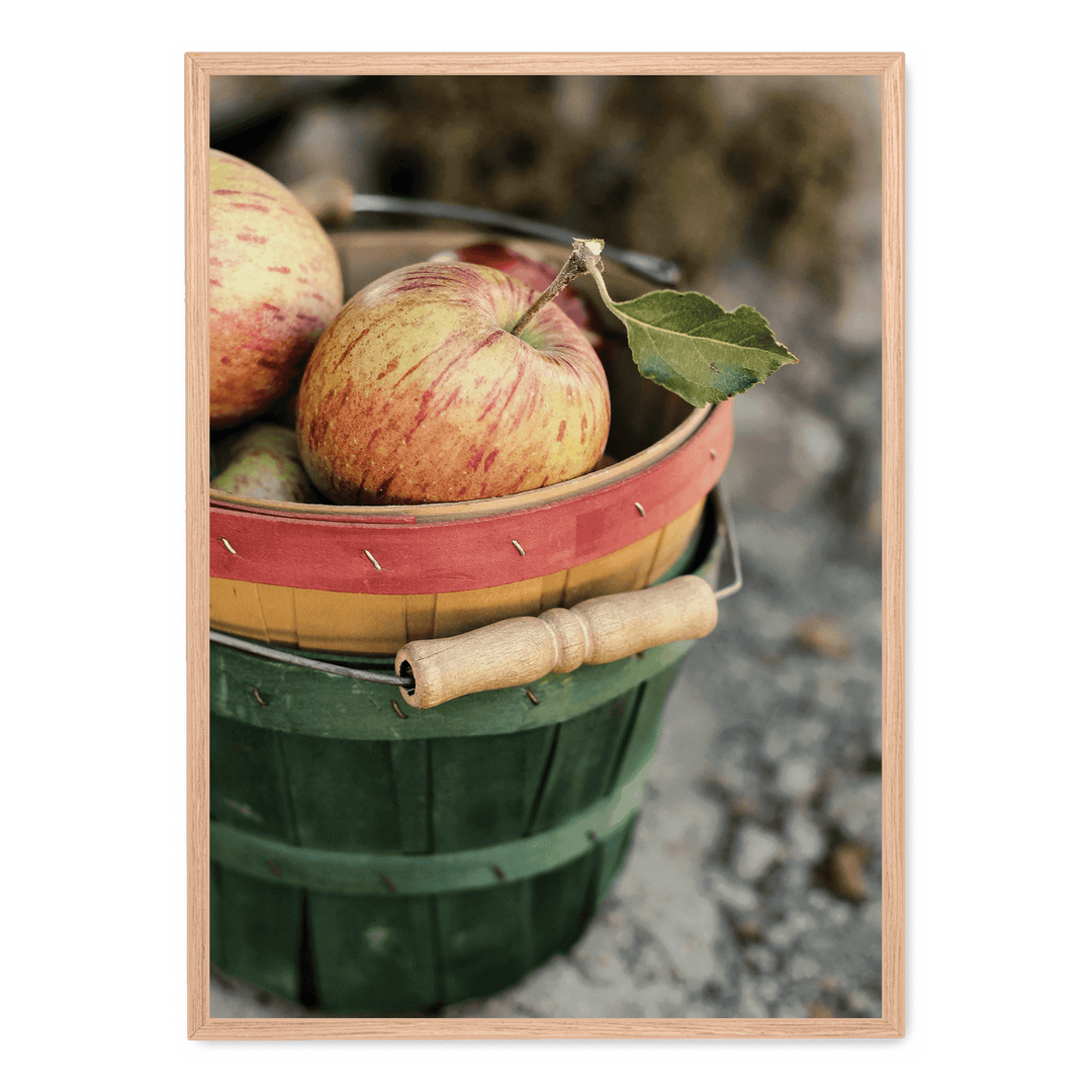 Freshly Picked Apples