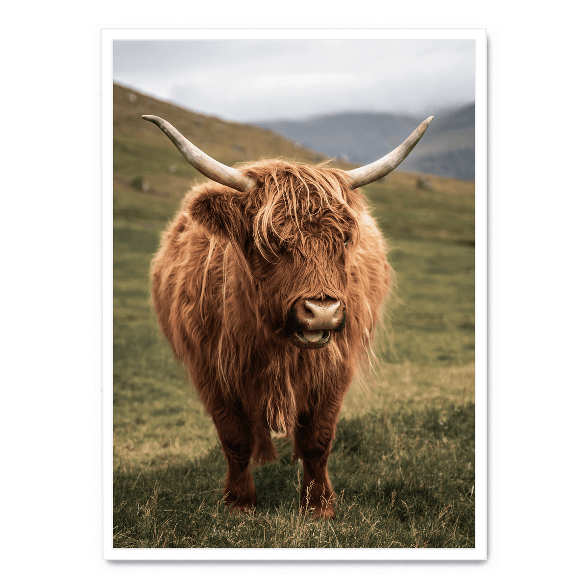 Highland Cattle On Field poster | Postera.art