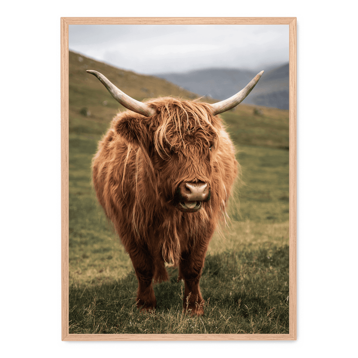 Highland Cattle On Field