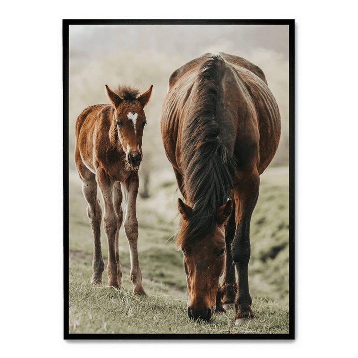 Horse And Foal