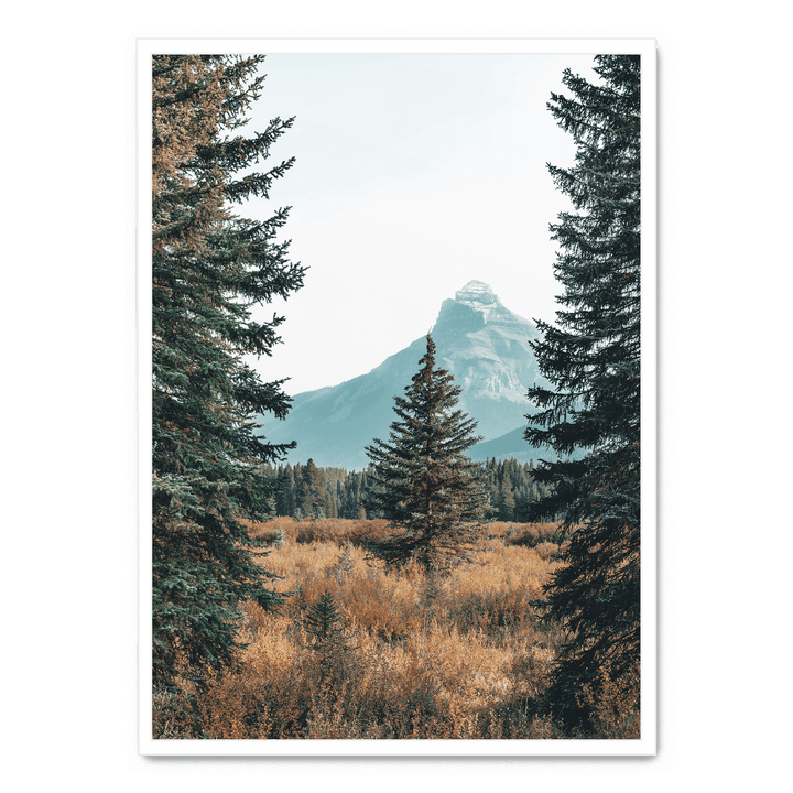 Landscape With Pinetrees