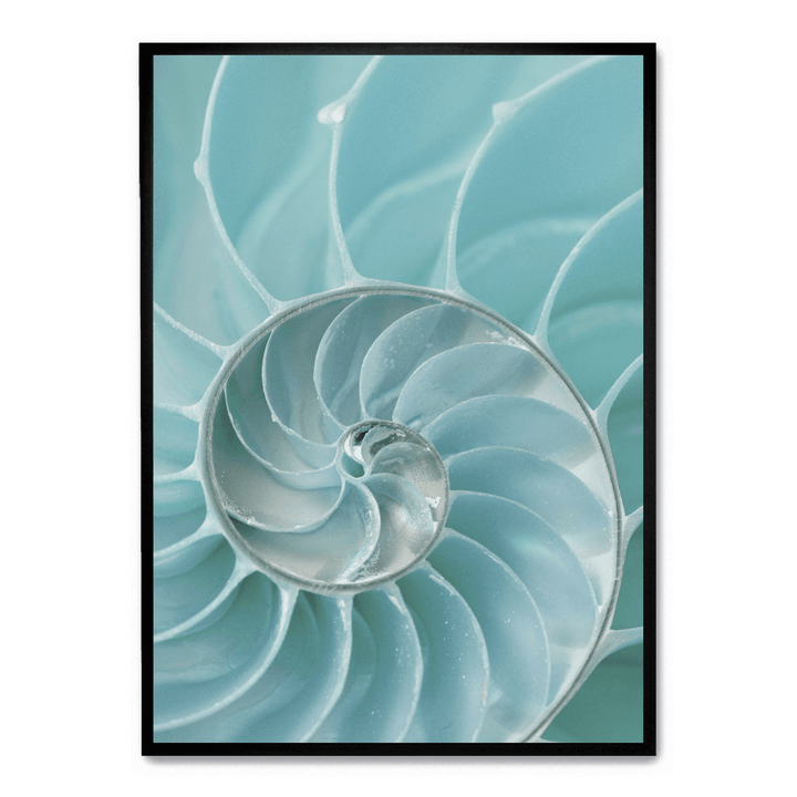 Nautilus Shell