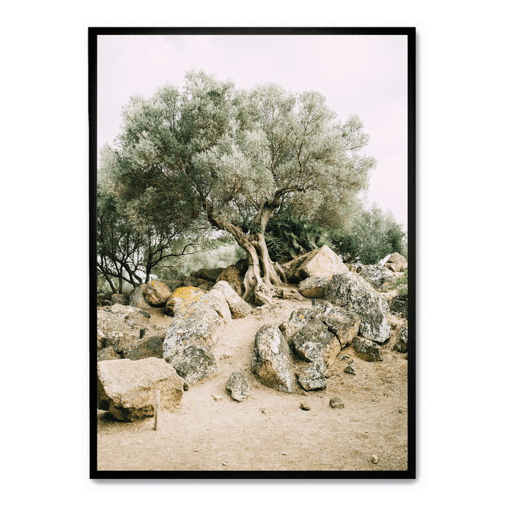 Old Tree In The Heat