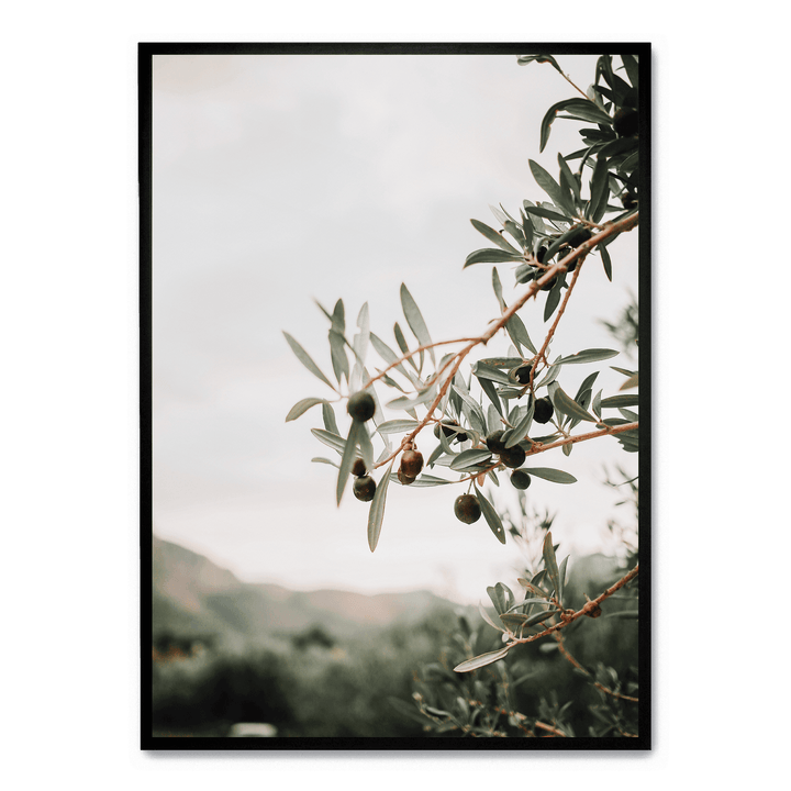 Olive Tree