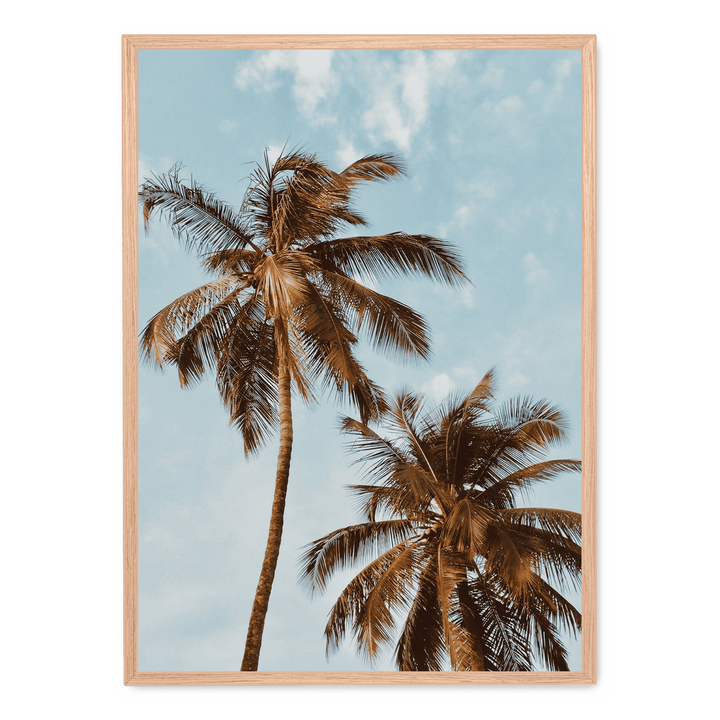 Palm Trees