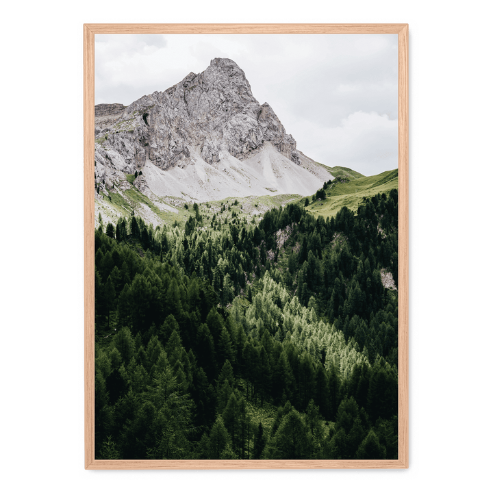 Pinetrees And Mountain