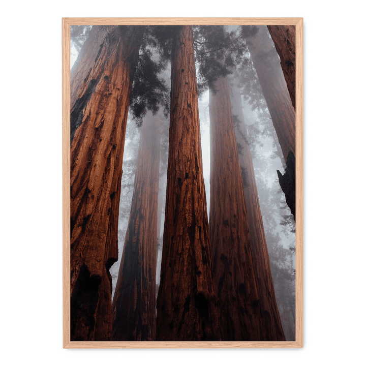 The Trees In The Forest