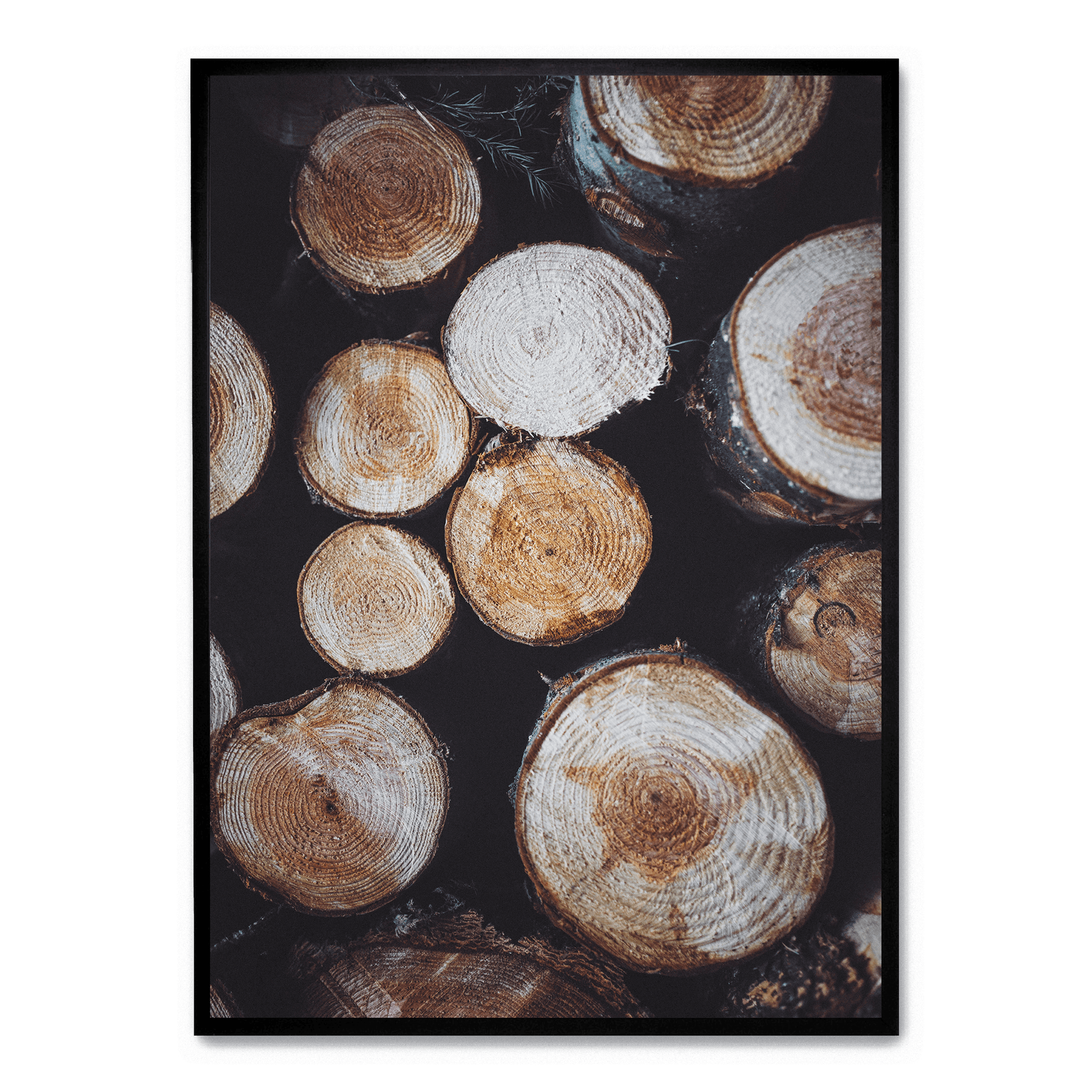 Tree Stump Rings Poster Tree Stumps poster | Postera.art
